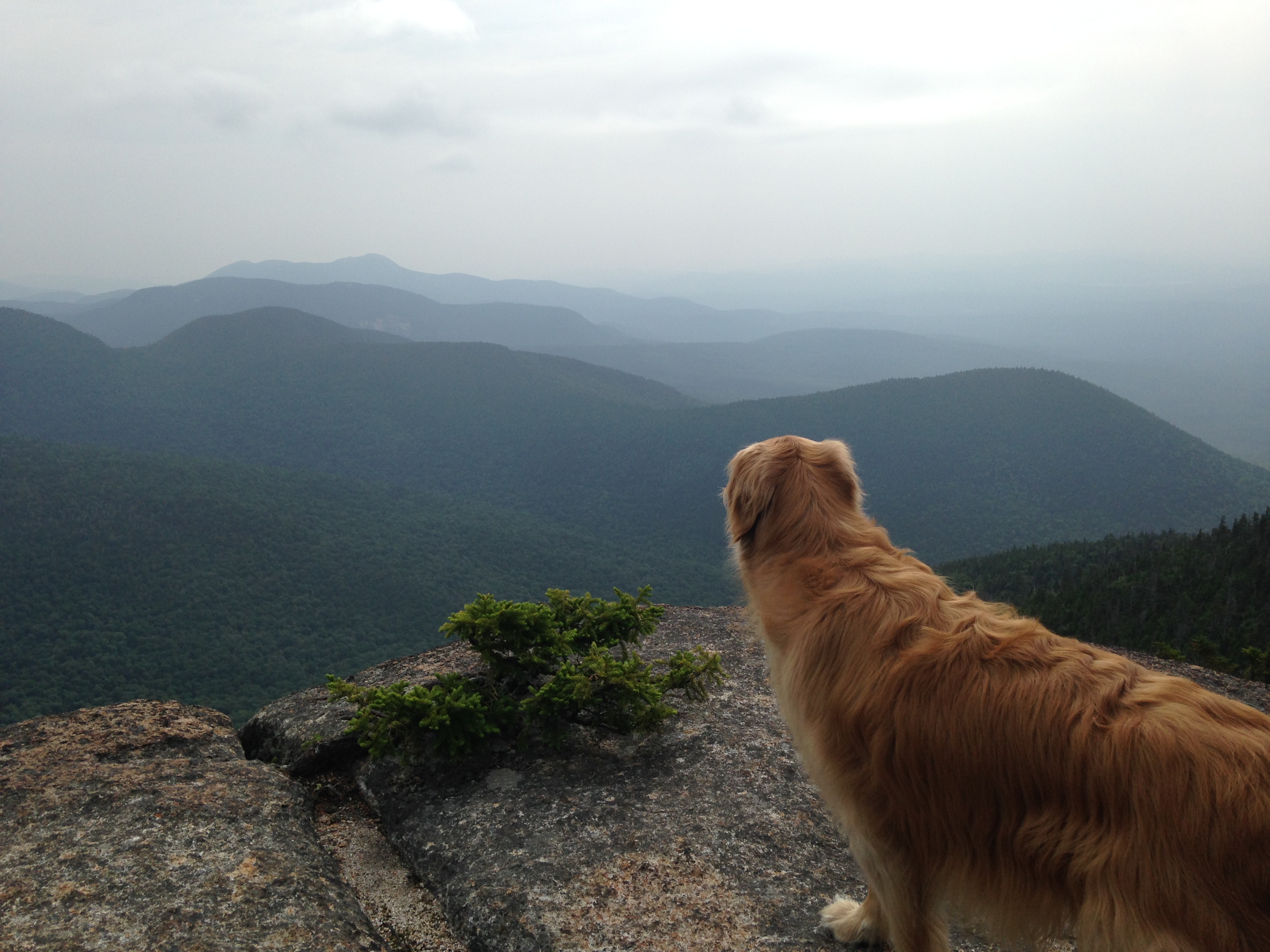 WhitefaceLookingTowardChocorua WhitefaceLookingTowardChocorua